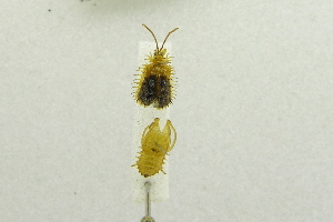  (Dactylispa rubus - USNM ENT 00642468)  @11 [ ] Unspecified (default): All Rights Reserved  Unspecified Unspecified