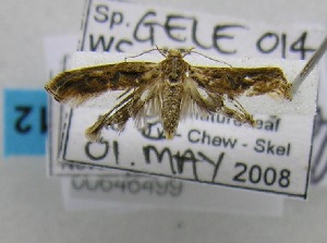  (LepidopteraGEN sp. ABX2221 - USNM ENT 00646499)  @13 [ ] Unspecified (default): All Rights Reserved  Unspecified Unspecified