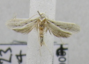  (LepidopteraGEN sp. ABX2220 - USNM ENT 00646520)  @12 [ ] Unspecified (default): All Rights Reserved  Unspecified Unspecified