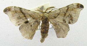  ( - USNM ENT 00664277)  @13 [ ] Unspecified (default): All Rights Reserved  Unspecified Unspecified