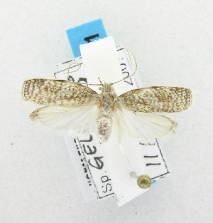  (LepidopteraGEN sp. AAL8350 - USNM ENT 00667965)  @13 [ ] Unspecified (default): All Rights Reserved  Unspecified Unspecified