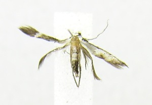  (LepidopteraGEN sp. AAG4850 - USNM ENT 00682331)  @13 [ ] Unspecified (default): All Rights Reserved  Unspecified Unspecified