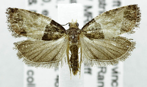  (Neaspasia orthacta - USNM ENT 01067934)  @15 [ ] Unspecified (default): All Rights Reserved  Unspecified Unspecified