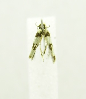  (LepidopteraGEN sp. ABV1960 - USNM ENT 00720525)  @12 [ ] Unspecified (default): All Rights Reserved  Unspecified Unspecified
