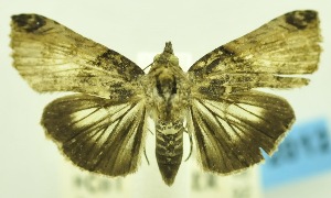  (Lophoptera phaeobasis - USNM ENT 00800243)  @13 [ ] Unspecified (default): All Rights Reserved  Unspecified Unspecified