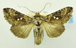  (Chrysodeixis papuasiae - USNM ENT 00800283)  @15 [ ] Unspecified (default): All Rights Reserved  Unspecified Unspecified