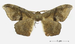  ( - USNM ENT 00933800)  @13 [ ] Unspecified (default): All Rights Reserved  Unspecified Unspecified