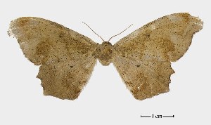  ( - USNM ENT 00933801)  @13 [ ] Unspecified (default): All Rights Reserved  Unspecified Unspecified