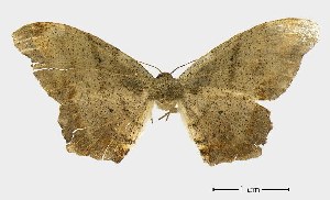  ( - USNM ENT 00933802)  @13 [ ] Unspecified (default): All Rights Reserved  Unspecified Unspecified