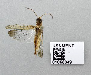  ( - USNM ENT 01068849)  @14 [ ] CreativeCommons - Attribution Share-Alike (2015) Unspecified National Museum of Natural History, Smithsonian Institution