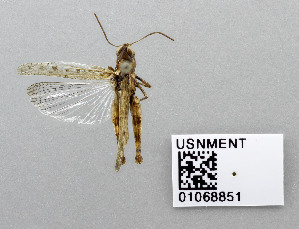  ( - USNM ENT 01068851)  @12 [ ] CreativeCommons - Attribution Share-Alike (2015) Unspecified National Museum of Natural History, Smithsonian Institution