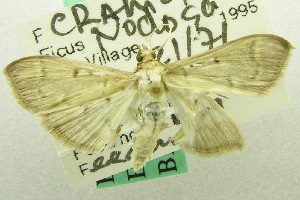  (Herpetogramma sp. AAD3641 - USNM ENT 00703261)  @13 [ ] Unspecified (default): All Rights Reserved  Unspecified Unspecified