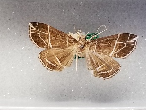  ( - USNM ENT 01422743)  @11 [ ] Unspecified (default): All Rights Reserved (2022) Unspecified Smithsonian Institution, National Museum of Natural History