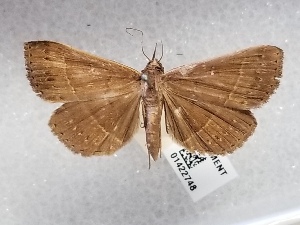  ( - USNM ENT 01422748)  @11 [ ] Unspecified (default): All Rights Reserved (2022) Unspecified Smithsonian Institution, National Museum of Natural History