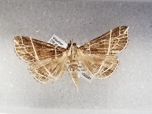  (Rejectaria sixola - USNM ENT 01422918)  @11 [ ] Unspecified (default): All Rights Reserved (2022) Unspecified Smithsonian Institution, National Museum of Natural History
