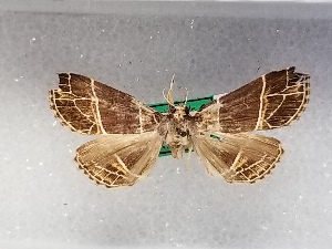  ( - USNM ENT 01422933)  @11 [ ] Unspecified (default): All Rights Reserved (2022) Unspecified Smithsonian Institution, National Museum of Natural History