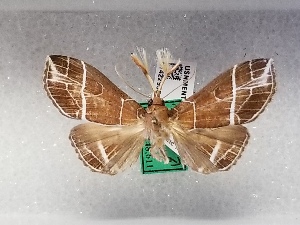  (Rejectaria barbuti - USNM ENT 01422956)  @11 [ ] Unspecified (default): All Rights Reserved (2022) Unspecified Smithsonian Institution, National Museum of Natural History