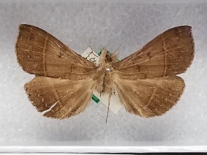  ( - USNM ENT 01422983)  @11 [ ] Unspecified (default): All Rights Reserved (2022) Unspecified Smithsonian Institution, National Museum of Natural History