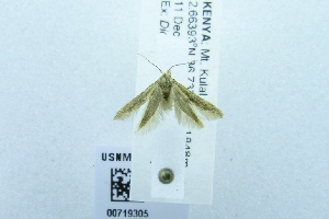  (Blastobasis sp - USNM ENT 00719305)  @12 [ ] Unspecified (default): All Rights Reserved  Unspecified Unspecified