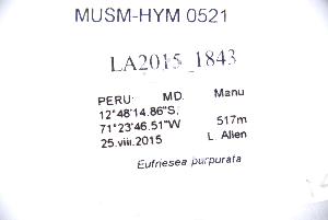  (Eufriesea purpurata - MUSM-HYM0521)  @11 [ ] CC BY-NC-ND 4.0 (2023) Museo de Historia Natural (UNMSM) Museo de Historia Natural (UNMSM)