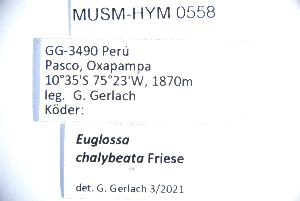  (Euglossa chalybeata - MUSM-HYM0558)  @11 [ ] CC BY-NC-ND 4.0 (2023) Museo de Historia Natural (UNMSM) Museo de Historia Natural (UNMSM)