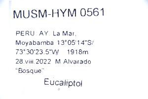  (Euglossa charapensis - MUSM-HYM0561)  @11 [ ] CC BY-NC-ND 4.0 (2023) Museo de Historia Natural (UNMSM) Museo de Historia Natural (UNMSM)