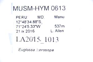  (Euglossa ioprosopa - MUSM-HYM0613)  @11 [ ] CC BY-NC-ND 4.0 (2023) Museo de Historia Natural (UNMSM) Museo de Historia Natural (UNMSM)