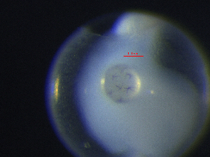  ( - BRCD-490)  @11 [ ] CreativeCommons - Attribution Share-Alike (2021) Unspecified Sheep Breedin Research Institute