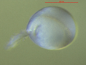  ( - BRCD-1415)  @11 [ ] CreativeCommons - Attribution Share-Alike (2021) Unspecified Sheep Breedin Research Institute