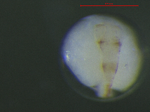  ( - BRCD-1415)  @11 [ ] CreativeCommons - Attribution Share-Alike (2021) Unspecified Sheep Breedin Research Institute
