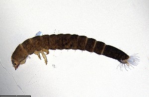  ( - ECORG120-H02)  @11 [ ] CreativeCommons  Attribution Share-Alike (by-sa) (2024) Ecoreg Solutions Ecoreg Solutions