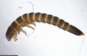  ( - ECORG120-H05)  @11 [ ] CreativeCommons  Attribution Share-Alike (by-sa) (2024) Ecoreg Solutions Ecoreg Solutions