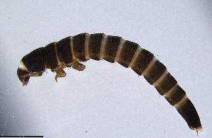  ( - ECORG121-A07)  @11 [ ] CreativeCommons  Attribution Share-Alike (by-sa) (2024) Ecoreg Solutions Ecoreg Solutions