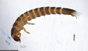  ( - ECORG121-C09)  @11 [ ] CreativeCommons  Attribution Share-Alike (by-sa) (2024) Ecoreg Solutions Ecoreg Solutions