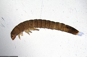  ( - ECORG121-C10)  @11 [ ] CreativeCommons  Attribution Share-Alike (by-sa) (2024) Ecoreg Solutions Ecoreg Solutions