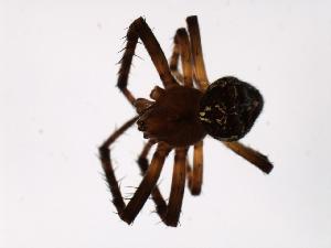  ( - 07PROBE-04565)  @13 [ ] CreativeCommons - Attribution (2010) CBG Photography Group Centre for Biodiversity Genomics