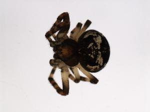  ( - 07PROBE-04591)  @13 [ ] CreativeCommons - Attribution (2010) CBG Photography Group Centre for Biodiversity Genomics