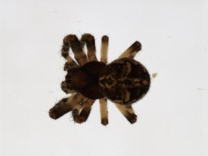  ( - 07PROBE-04616)  @13 [ ] CreativeCommons - Attribution (2010) CBG Photography Group Centre for Biodiversity Genomics