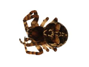  ( - 07PROBE-04622)  @13 [ ] CreativeCommons - Attribution (2010) CBG Photography Group Centre for Biodiversity Genomics