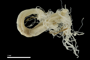  ( - RW.S6.100521.3Cirri_1)  @11 [ ] Copyright (c)  Maël Grosse/Carol Simon University of the Balearic Islands/Stellenbosch University