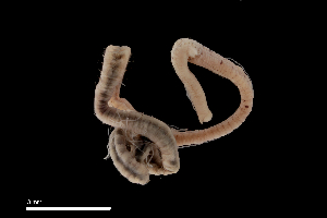  ( - RW.S6.100521.1Kirk_2)  @11 [ ] Copyright (c)  Maël Grosse/Carol Simon University of the Balearic Islands/Stellenbosch University