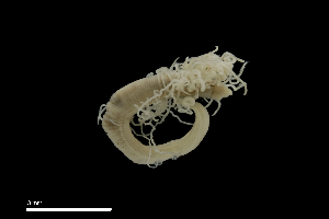  ( - TI.S5.070521.6Cirri_1)  @11 [ ] Copyright (c)  Maël Grosse/Carol Simon University of the Balearic Islands/Stellenbosch University