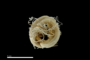  ( - TI.S5.070521.3Cirri_1)  @11 [ ] Copyright (c)  Maël Grosse/Carol Simon University of the Balearic Islands/Stellenbosch University