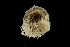  ( - TI.S5.070521.10Cirri_3)  @11 [ ] Copyright (c)  Maël Grosse/Carol Simon University of the Balearic Islands/Stellenbosch University