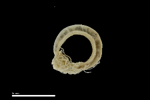  ( - Be.S8.290721.1Cirri_1)  @11 [ ] Copyright (c)  Maël Grosse/Carol Simon University of the Balearic Islands/Stellenbosch University