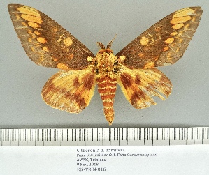  ( - EJS-TRIN-016)  @11 [ ] CC by-nc-sa (2020) E.J. Schmitt None (revert to BOLD)