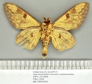  ( - EJS-TRIN-016)  @11 [ ] CC by-nc-sa (2020) E.J. Schmitt None (revert to BOLD)