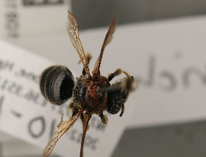  ( - NHMUK010819361)  @11 [ ] copyright © (2018) Andrew Polaszek Natural History Museum, London