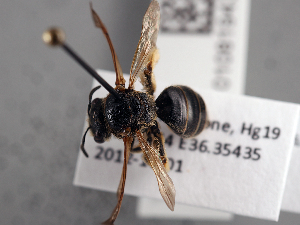 ( - NHMUK010819433)  @11 [ ] copyright © (2018) Andrew Polaszek Natural History Museum, London