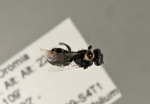  (Lasioglossum sp. B AP - NHMUK010838916)  @11 [ ] copyright © (2018) Andrew Polaszek Natural History Museum, London